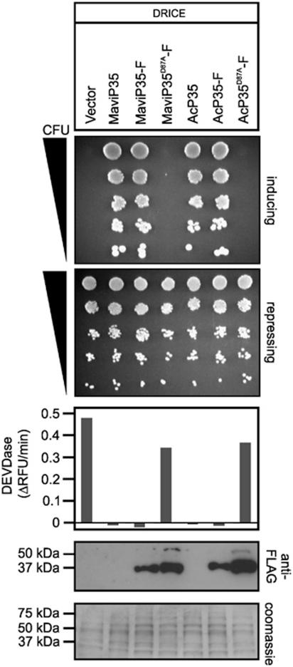 https://cdn.ncbi.nlm.nih.gov/pmc/blobs/5ea9/3252740/3fb994688383/cddis2011127f4.jpg