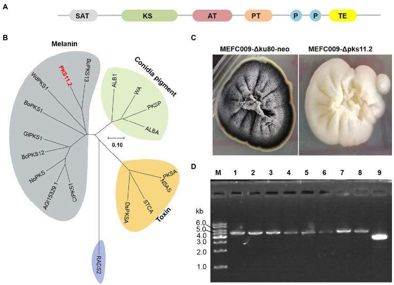 https://cdn.ncbi.nlm.nih.gov/pmc/blobs/5eab/8417879/2dda1406a550/fmicb-12-734780-g006.jpg