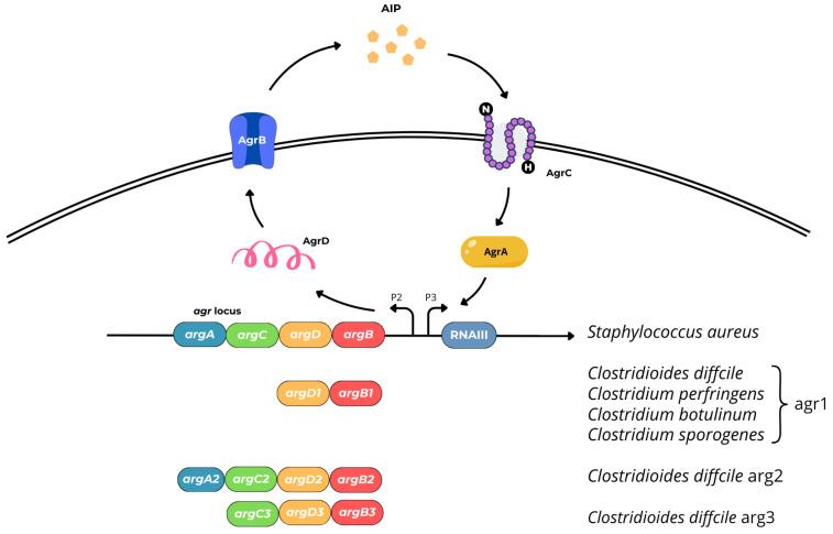 https://cdn.ncbi.nlm.nih.gov/pmc/blobs/5eb6/11641729/323ee004b946/ijms-25-12808-g007.jpg