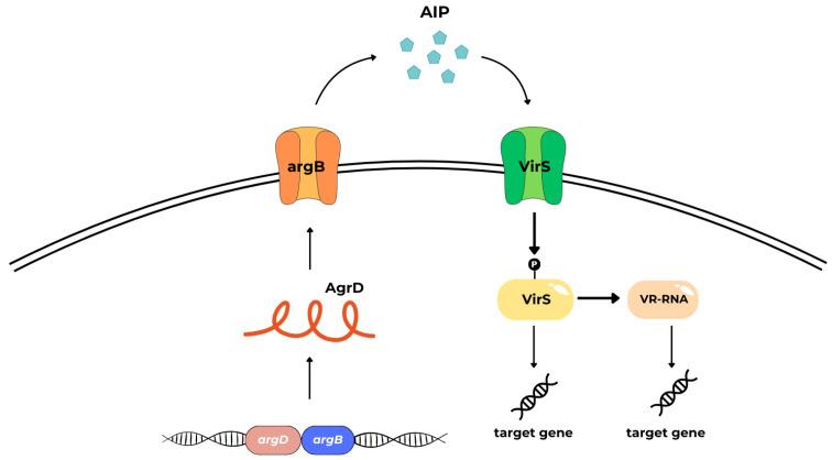 https://cdn.ncbi.nlm.nih.gov/pmc/blobs/5eb6/11641729/57cc78ea4f25/ijms-25-12808-g008.jpg