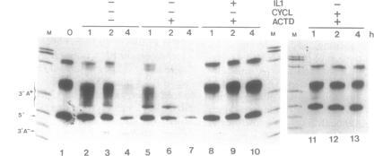 https://cdn.ncbi.nlm.nih.gov/pmc/blobs/5eb6/309371/a8ec65598ab7/nar00056-0115-b.jpg