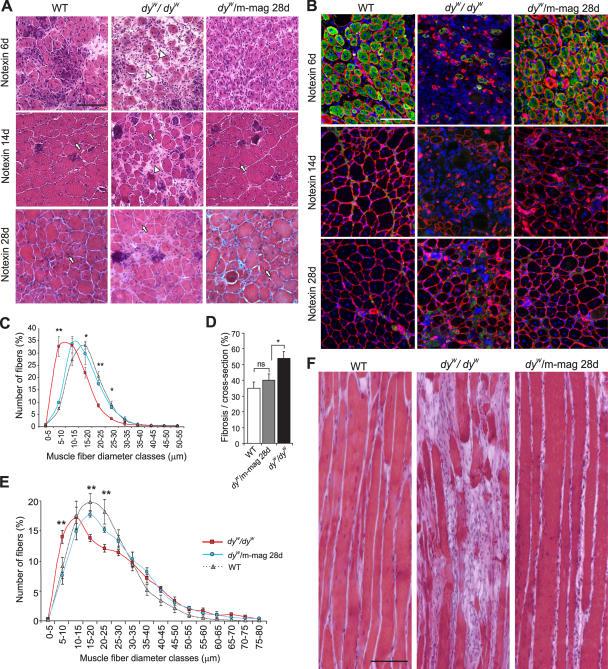 https://cdn.ncbi.nlm.nih.gov/pmc/blobs/5ec2/2064083/4090c9938bc9/jcb1760979f05.jpg