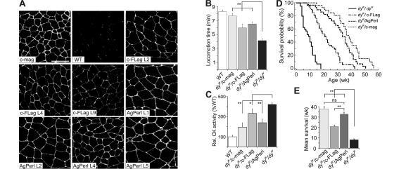 https://cdn.ncbi.nlm.nih.gov/pmc/blobs/5ec2/2064083/636a6d6cc37c/jcb1760979f06.jpg