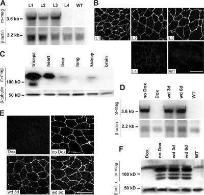 https://cdn.ncbi.nlm.nih.gov/pmc/blobs/5ec2/2064083/9014ea12c20f/jcb1760979f02.jpg