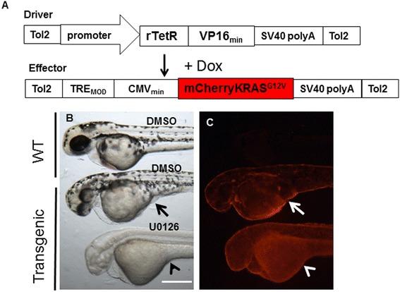 https://cdn.ncbi.nlm.nih.gov/pmc/blobs/5ec4/4320811/e92837e13153/12943_2015_288_Fig5_HTML.jpg