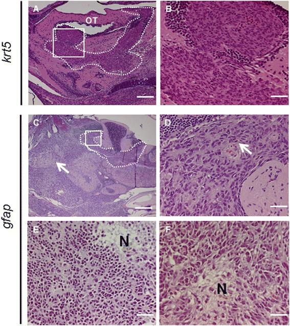 https://cdn.ncbi.nlm.nih.gov/pmc/blobs/5ec4/4320811/f7757a300953/12943_2015_288_Fig3_HTML.jpg