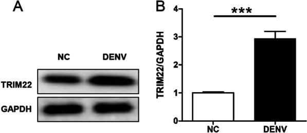 https://cdn.ncbi.nlm.nih.gov/pmc/blobs/5ec4/9805691/371b7ff14643/12985_2022_1932_Fig1_HTML.jpg