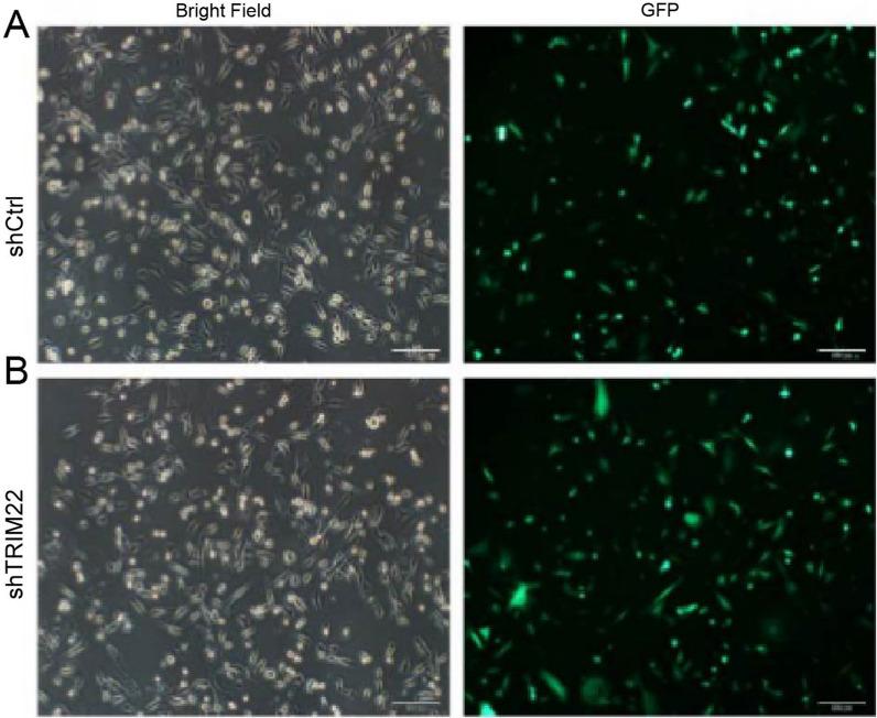 https://cdn.ncbi.nlm.nih.gov/pmc/blobs/5ec4/9805691/69581b93efbd/12985_2022_1932_Fig4_HTML.jpg