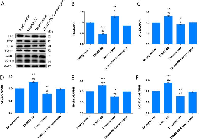 https://cdn.ncbi.nlm.nih.gov/pmc/blobs/5ec4/9805691/dd2e41abcb3b/12985_2022_1932_Fig17_HTML.jpg