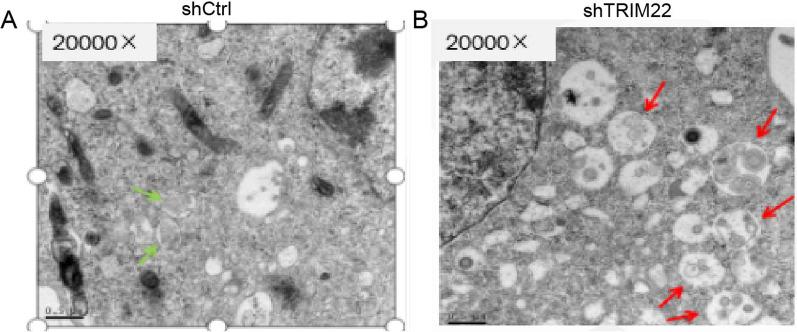 https://cdn.ncbi.nlm.nih.gov/pmc/blobs/5ec4/9805691/e1ba79b8bf38/12985_2022_1932_Fig6_HTML.jpg