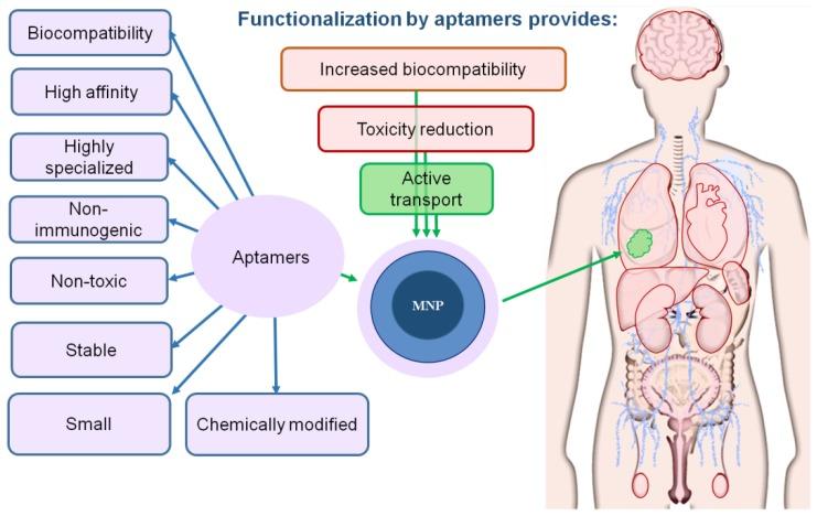https://cdn.ncbi.nlm.nih.gov/pmc/blobs/5ec8/7148517/0701a26ff3f5/biomedicines-08-00059-g005.jpg