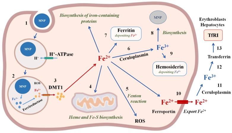https://cdn.ncbi.nlm.nih.gov/pmc/blobs/5ec8/7148517/38d61d7f2b4c/biomedicines-08-00059-g004.jpg
