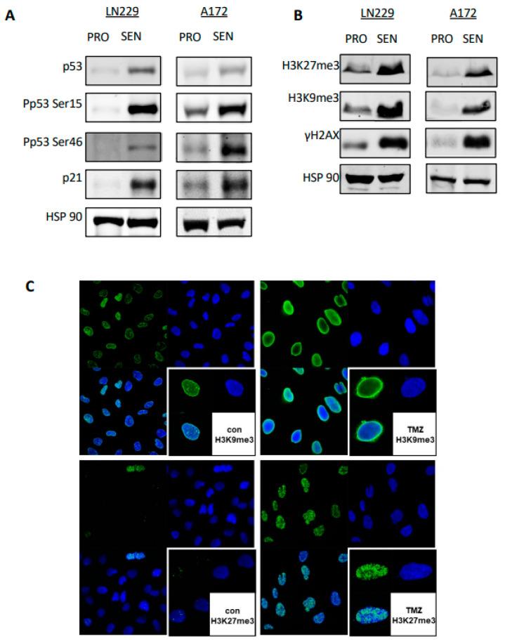 https://cdn.ncbi.nlm.nih.gov/pmc/blobs/5eca/9102829/22d2caa0e004/cancers-14-02233-g006.jpg