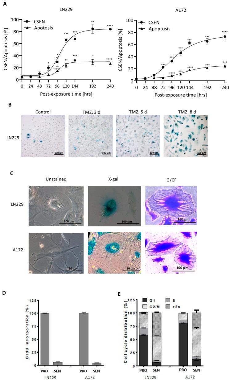 https://cdn.ncbi.nlm.nih.gov/pmc/blobs/5eca/9102829/55d195910d18/cancers-14-02233-g001.jpg