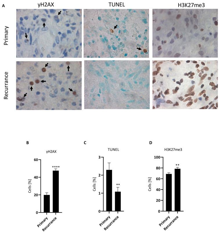 https://cdn.ncbi.nlm.nih.gov/pmc/blobs/5eca/9102829/840ee8f122c5/cancers-14-02233-g008.jpg
