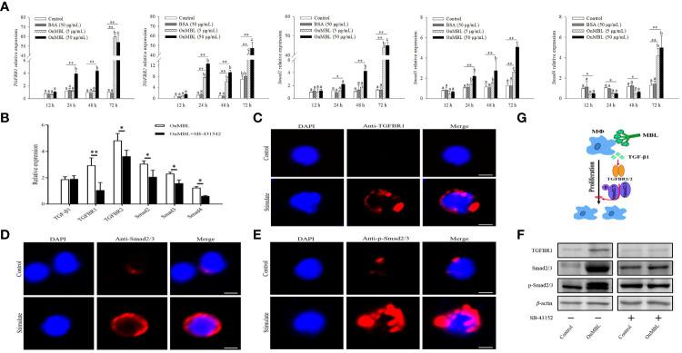 https://cdn.ncbi.nlm.nih.gov/pmc/blobs/5ecd/10227430/fc6ae3019733/fimmu-14-1159577-g007.jpg