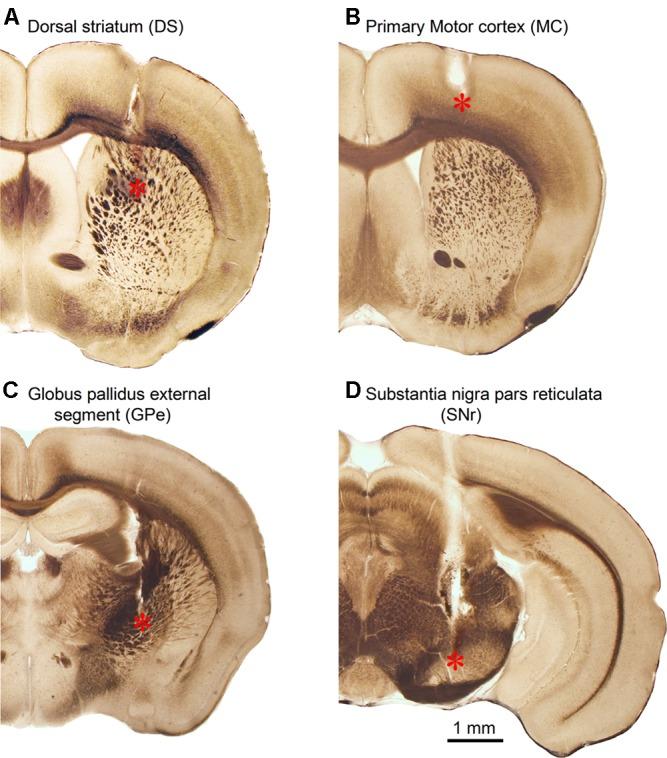 https://cdn.ncbi.nlm.nih.gov/pmc/blobs/5ed7/5742616/f7162a2cb9bf/fphar-08-00935-g006.jpg