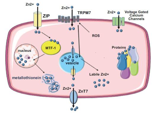 https://cdn.ncbi.nlm.nih.gov/pmc/blobs/5edc/12060914/21c6707aad86/CCR-21-2-E1573403X299868_F1.jpg