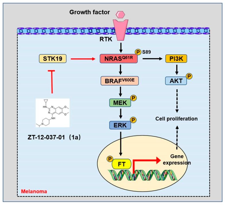https://cdn.ncbi.nlm.nih.gov/pmc/blobs/5edc/9775438/76a83c974f8b/biomolecules-12-01874-g005.jpg