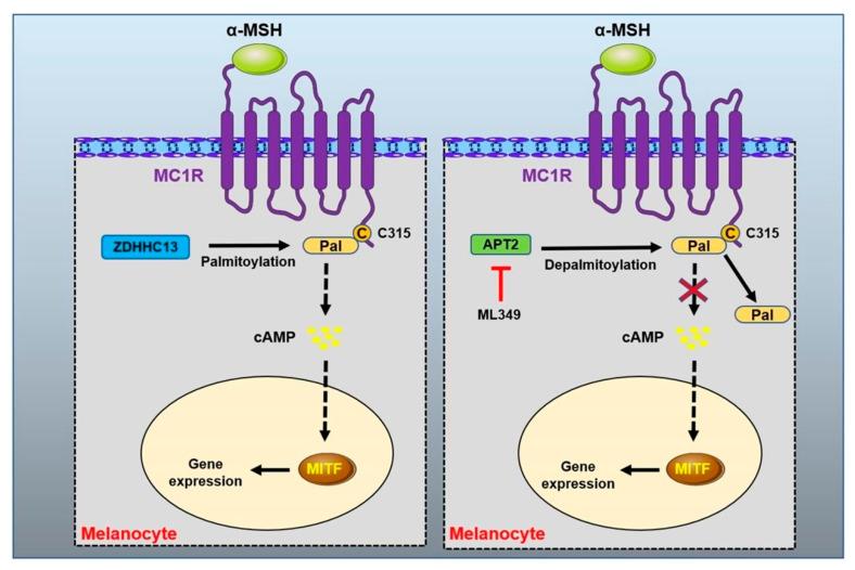 https://cdn.ncbi.nlm.nih.gov/pmc/blobs/5edc/9775438/daeb55598e11/biomolecules-12-01874-g006.jpg