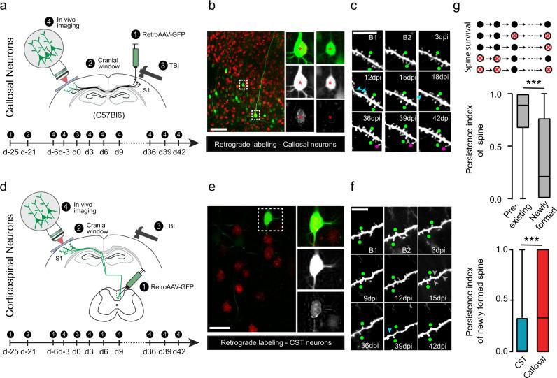 https://cdn.ncbi.nlm.nih.gov/pmc/blobs/5edd/9098892/8836d975c780/41467_2022_29992_Fig4_HTML.jpg