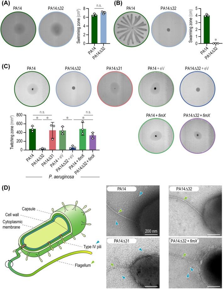 https://cdn.ncbi.nlm.nih.gov/pmc/blobs/5ede/11963287/1910db6bc039/MBT2-18-e70137-g005.jpg