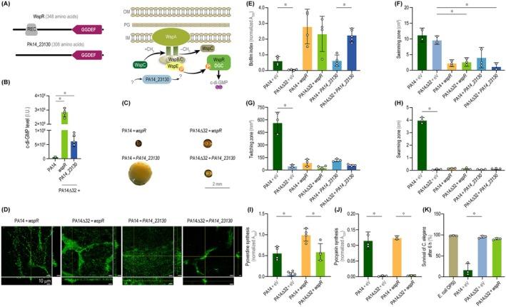https://cdn.ncbi.nlm.nih.gov/pmc/blobs/5ede/11963287/990bd5217d3d/MBT2-18-e70137-g009.jpg