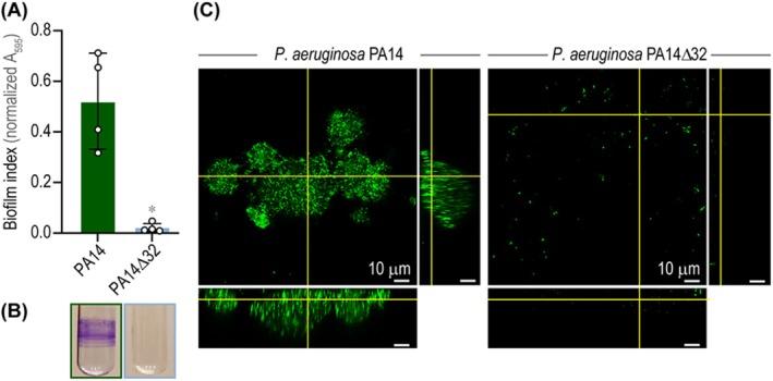 https://cdn.ncbi.nlm.nih.gov/pmc/blobs/5ede/11963287/b73b530845a6/MBT2-18-e70137-g002.jpg