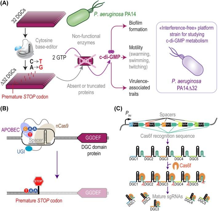 https://cdn.ncbi.nlm.nih.gov/pmc/blobs/5ede/11963287/d096188e6262/MBT2-18-e70137-g003.jpg