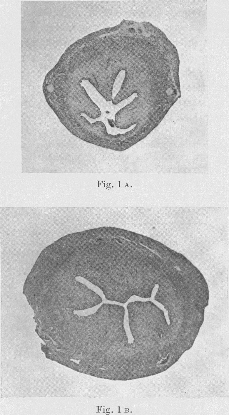 https://cdn.ncbi.nlm.nih.gov/pmc/blobs/5edf/1394820/aa63df481c5a/jphysiol01596-0051-a.jpg