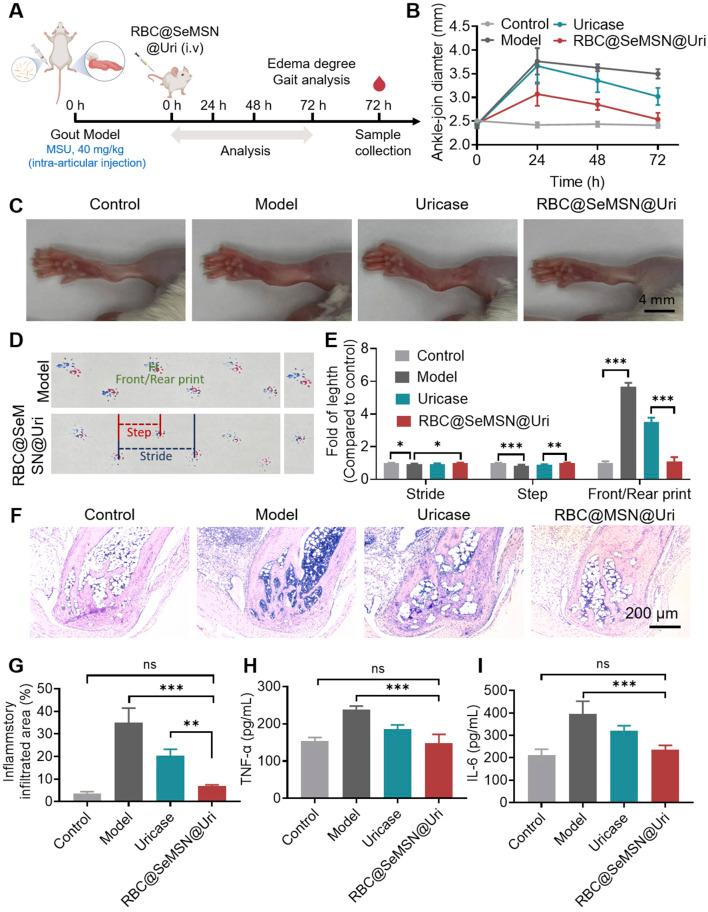 https://cdn.ncbi.nlm.nih.gov/pmc/blobs/5ee5/11746906/aefaa082b141/fbioe-12-1520663-g006.jpg