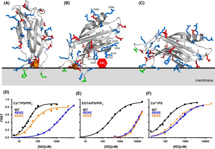 https://cdn.ncbi.nlm.nih.gov/pmc/blobs/5ee5/9623538/c1ec05f04317/FEB4-12-1912-g002.jpg