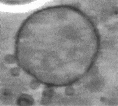 https://cdn.ncbi.nlm.nih.gov/pmc/blobs/5ee7/1180926/5189c60deb27/biophysj00032-0265-a.jpg