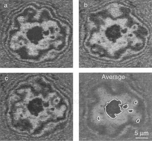 https://cdn.ncbi.nlm.nih.gov/pmc/blobs/5ee7/1180926/71f14a3134fa/biophysj00032-0258-b.jpg