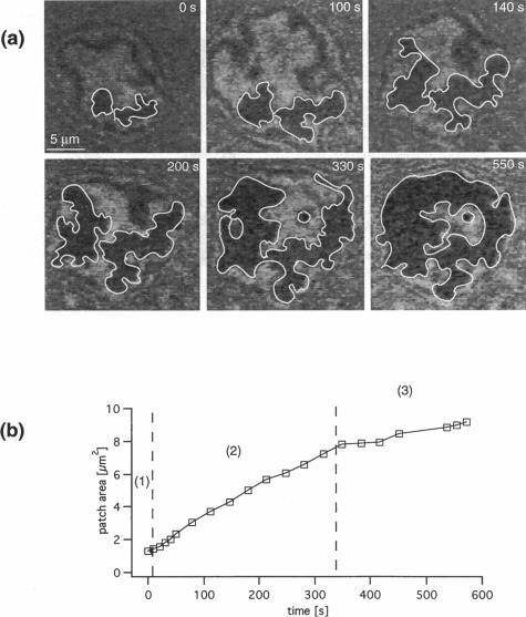 https://cdn.ncbi.nlm.nih.gov/pmc/blobs/5ee7/1180926/f61ac64ca3ee/biophysj00032-0260-a.jpg