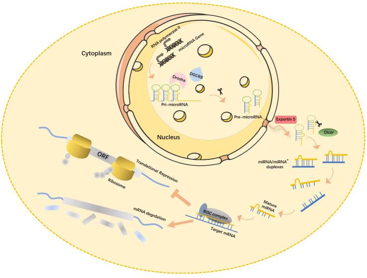 https://cdn.ncbi.nlm.nih.gov/pmc/blobs/5eeb/11270073/a84b8110fd97/2153-8174-24-9-251-g1.jpg