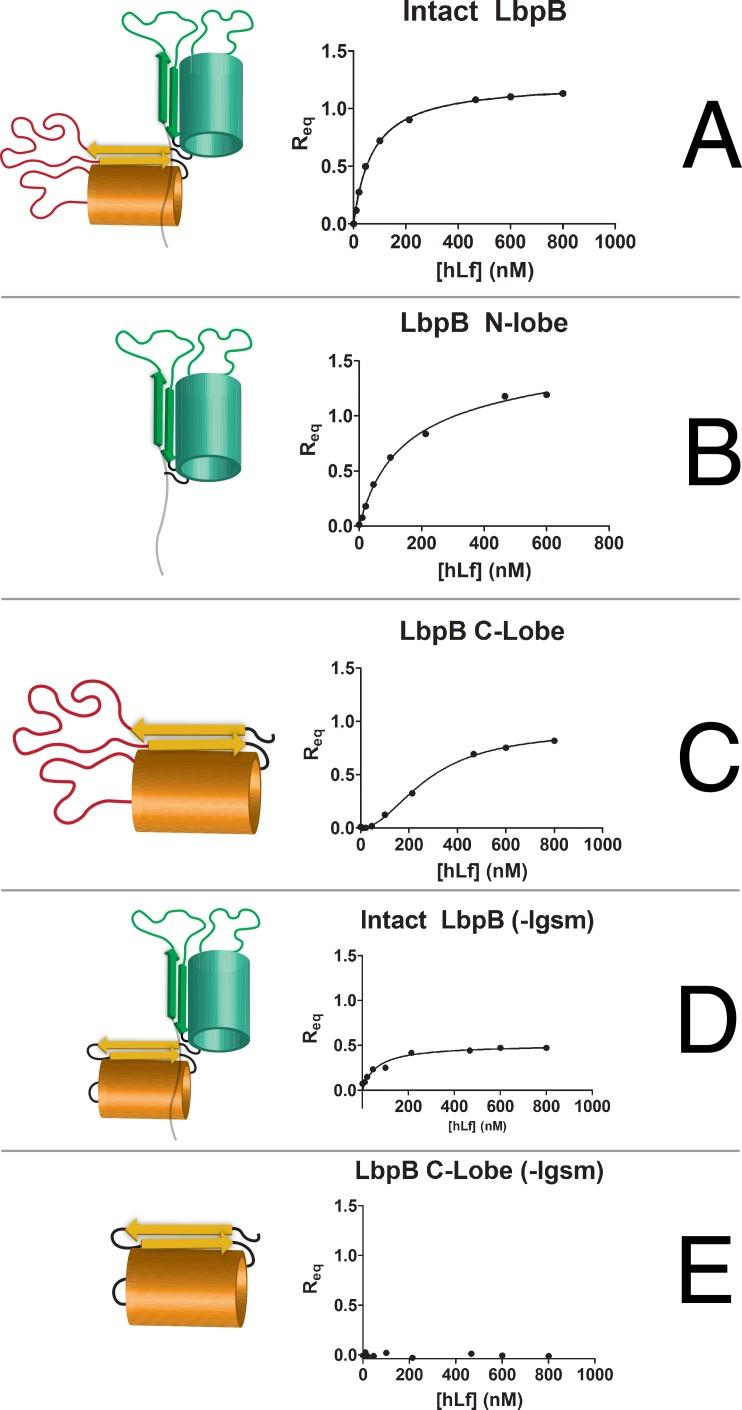 https://cdn.ncbi.nlm.nih.gov/pmc/blobs/5eed/5352143/03ebd62be643/ppat.1006244.g003.jpg