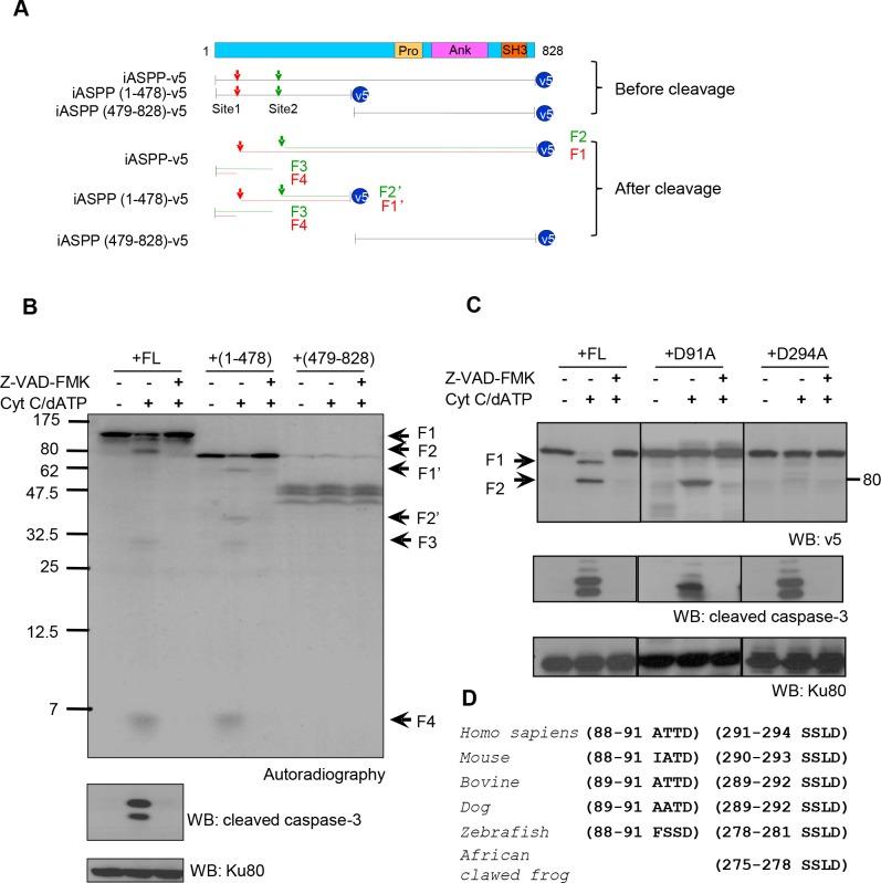 https://cdn.ncbi.nlm.nih.gov/pmc/blobs/5eef/4767446/df68f338cb08/oncotarget-06-42478-g002.jpg