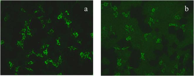 https://cdn.ncbi.nlm.nih.gov/pmc/blobs/5ef0/8905188/1f3ca94c8ff5/fpsyt-13-754938-g0001.jpg
