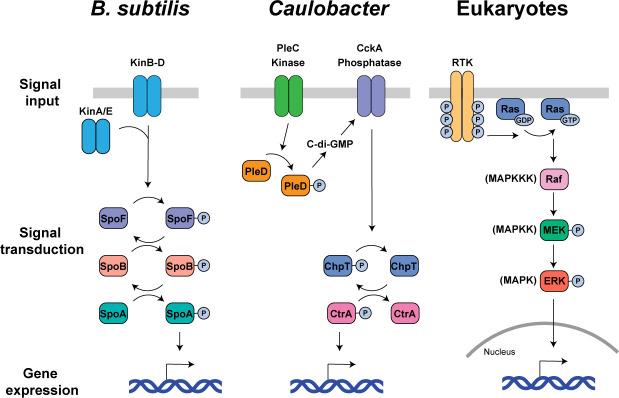 https://cdn.ncbi.nlm.nih.gov/pmc/blobs/5ef3/11237816/248916618c21/mbio.00758-24.f002.jpg