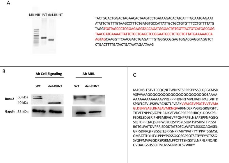 https://cdn.ncbi.nlm.nih.gov/pmc/blobs/5ef4/6262450/786ca4230587/cells-07-00220-g004.jpg