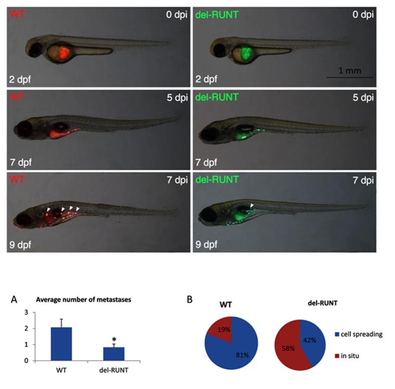 https://cdn.ncbi.nlm.nih.gov/pmc/blobs/5ef4/6262450/fcf1515783bb/cells-07-00220-g009.jpg