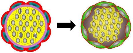 https://cdn.ncbi.nlm.nih.gov/pmc/blobs/5ef8/3157710/304ad4e9aa22/oncotarget-01-131-g011.jpg