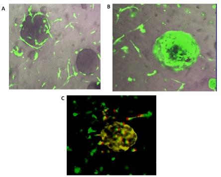 https://cdn.ncbi.nlm.nih.gov/pmc/blobs/5ef8/3157710/a477b2a87a60/oncotarget-01-131-g004.jpg
