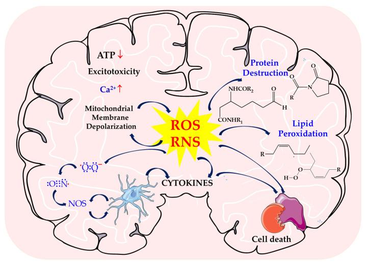 https://cdn.ncbi.nlm.nih.gov/pmc/blobs/5ef9/11430825/7f90397afc27/biomolecules-14-01130-g001.jpg