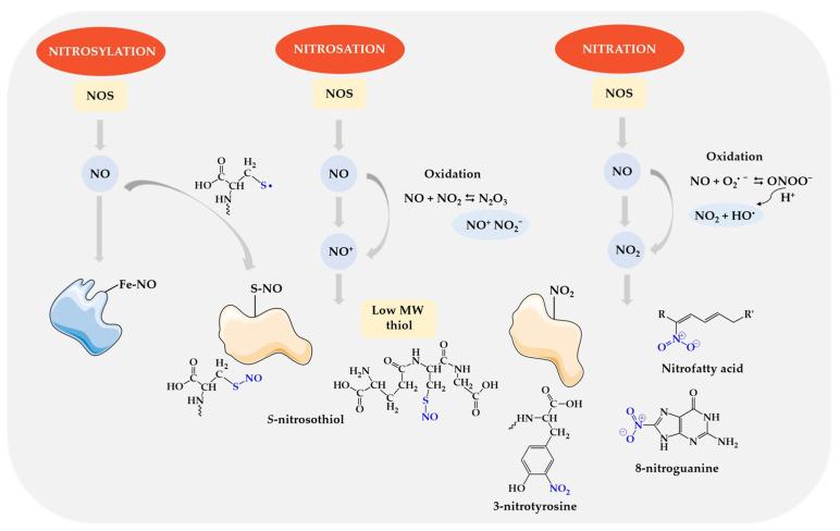 https://cdn.ncbi.nlm.nih.gov/pmc/blobs/5ef9/11430825/9684a46551dd/biomolecules-14-01130-g006.jpg