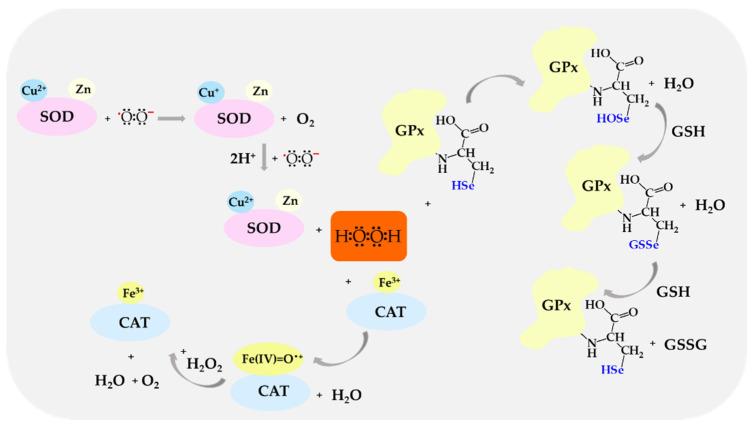https://cdn.ncbi.nlm.nih.gov/pmc/blobs/5ef9/11430825/cdb616ba28b5/biomolecules-14-01130-g004.jpg