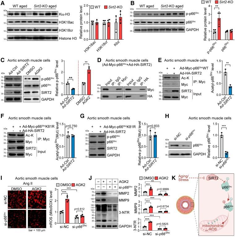 https://cdn.ncbi.nlm.nih.gov/pmc/blobs/5f01/10393077/c68cf111f583/ehad381f4.jpg