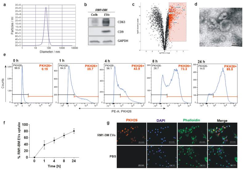 https://cdn.ncbi.nlm.nih.gov/pmc/blobs/5f03/8836054/3e461aa3ab2a/ijms-23-01285-g001.jpg
