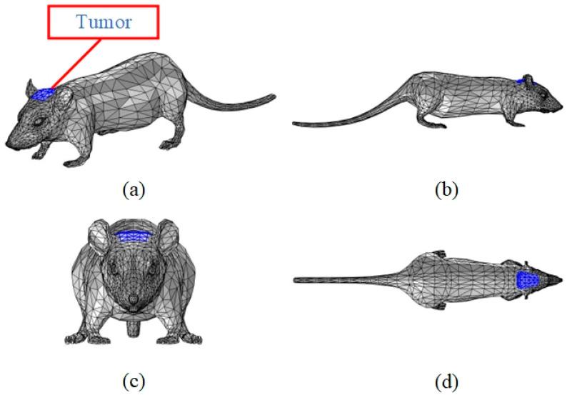 https://cdn.ncbi.nlm.nih.gov/pmc/blobs/5f0b/11273475/db99a8d42001/bioengineering-11-00694-g001.jpg